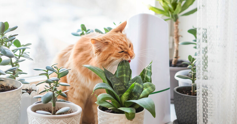 Plantas amigables para animales